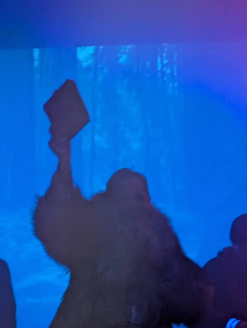 Blue Dragon Blue Dragon observed in the wild