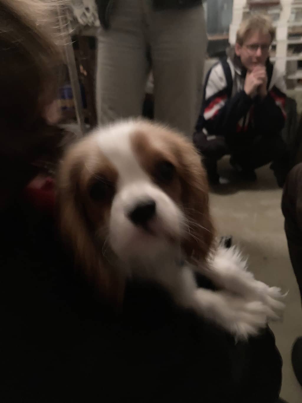 Doggo Very cute Doggo, proper