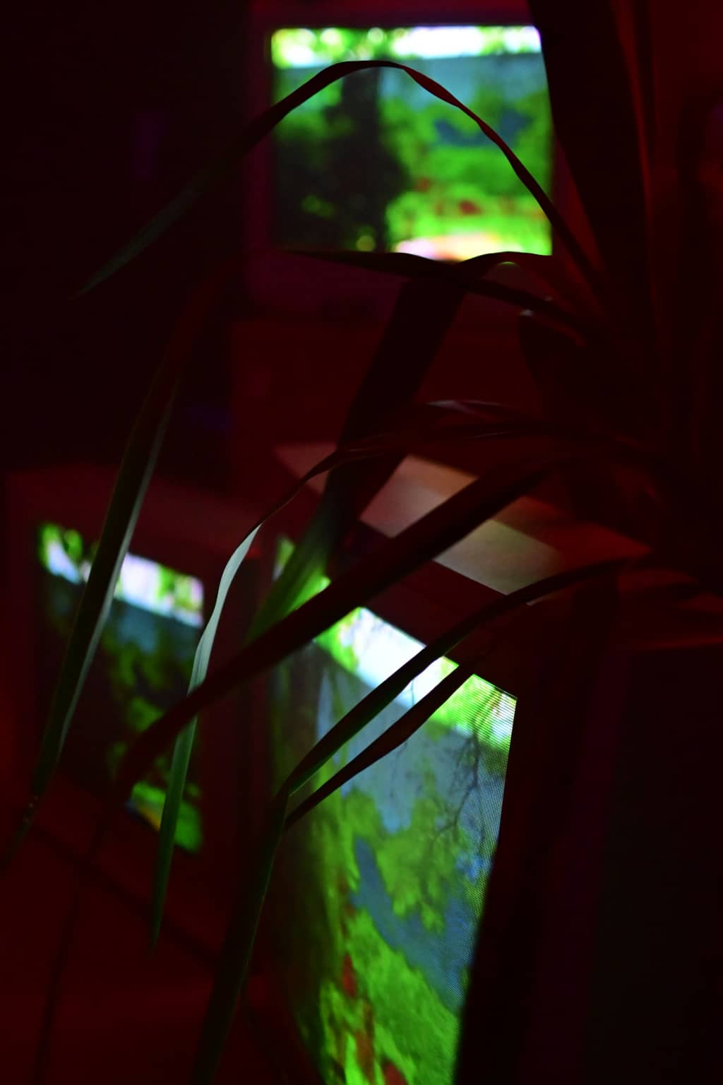 Digital Tribalism TVs with palm leaves on top of them