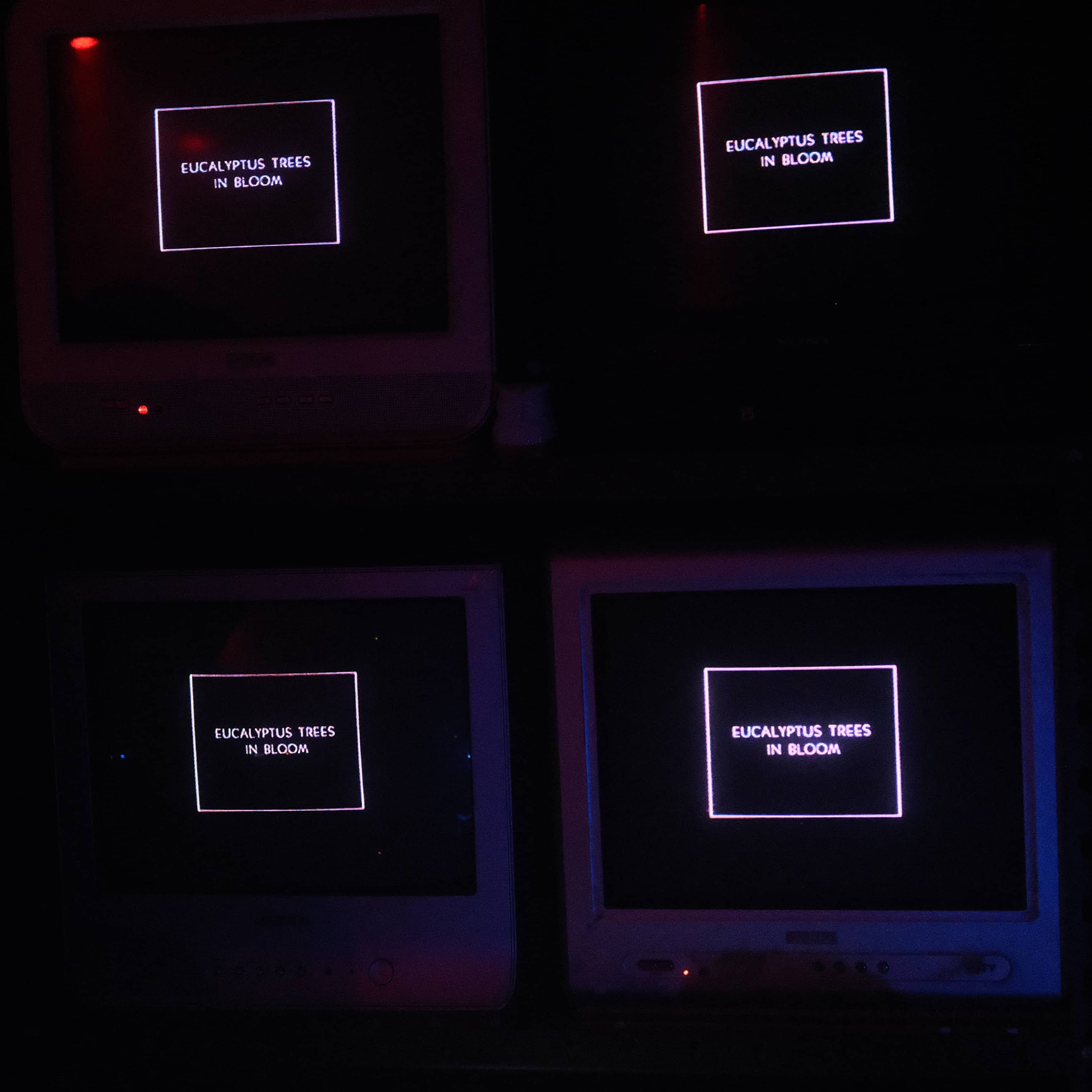 Eucalyptus Trees in Bloom TVs with 'Eucalyptus Trees in Bloom' text